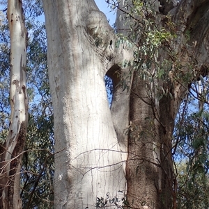 Eucalyptus sp. at Waugorah, NSW - suppressed