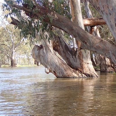 Eucalyptus sp. (A Gum Tree) at Waugorah, NSW - 26 Nov 2021 by MB