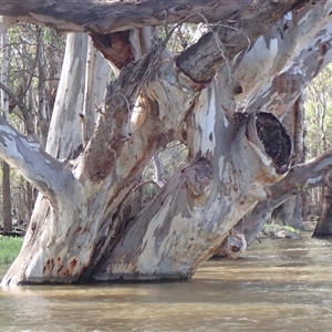 Eucalyptus sp. at Waugorah, NSW - suppressed