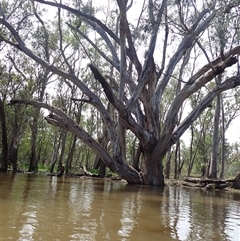 Eucalyptus sp. (A Gum Tree) at Waugorah, NSW - 26 Nov 2021 by MB