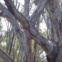 Eucalyptus sp. at Waugorah, NSW - suppressed