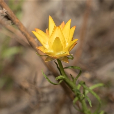 Xerochrysum viscosum (Sticky Everlasting) at Lawson, ACT - 11 Nov 2024 by AlisonMilton