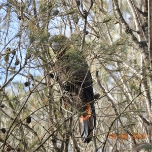 Calyptorhynchus lathami lathami at Bundanoon, NSW - 9 Jun 2020