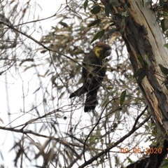 Calyptorhynchus lathami lathami at Bundanoon, NSW - 9 Jun 2020