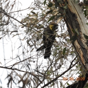 Calyptorhynchus lathami lathami at Bundanoon, NSW - 9 Jun 2020