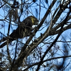 Calyptorhynchus lathami lathami at Bundanoon, NSW - 9 Jun 2020