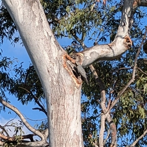 Callocephalon fimbriatum at Griffith, ACT - suppressed