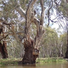 Eucalyptus sp. (A Gum Tree) at Balranald, NSW - 26 Nov 2021 by MB