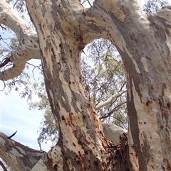 Eucalyptus sp. at Balranald, NSW - suppressed