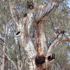 Eucalyptus sp. at Balranald, NSW - 26 Nov 2021