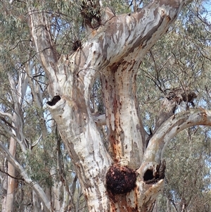 Eucalyptus sp. at Balranald, NSW - suppressed