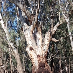 Eucalyptus sp. at Waugorah, NSW - 26 Nov 2021 by MB