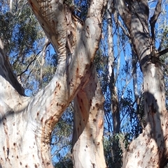 Eucalyptus sp. at Waugorah, NSW - suppressed