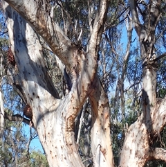 Eucalyptus sp. at Waugorah, NSW - 27 Nov 2021