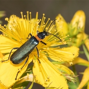 Chauliognathus lugubris at Lawson, ACT - 11 Nov 2024 11:34 AM