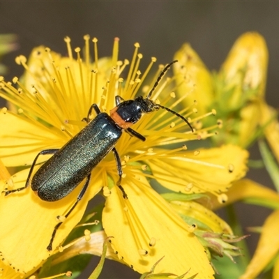 Chauliognathus lugubris (Plague Soldier Beetle) at Lawson, ACT - 11 Nov 2024 by AlisonMilton