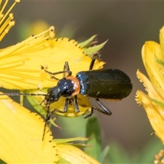 Chauliognathus lugubris at Lawson, ACT - 11 Nov 2024 11:34 AM