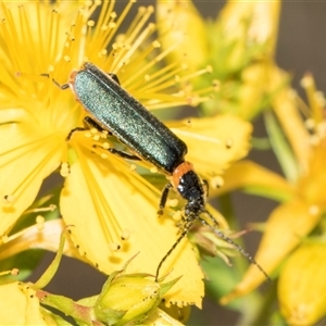 Chauliognathus lugubris at Lawson, ACT - 11 Nov 2024