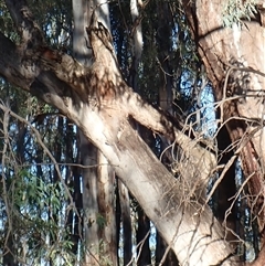 Eucalyptus sp. (A Gum Tree) at Waugorah, NSW - 27 Nov 2021 by MB