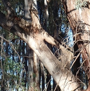 Eucalyptus sp. at Waugorah, NSW - 27 Nov 2021