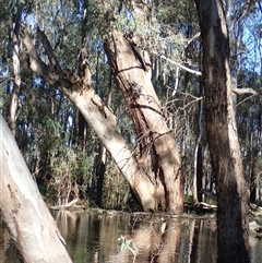 Eucalyptus (genus) at Waugorah, NSW - suppressed