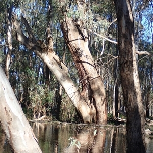 Eucalyptus sp. at Waugorah, NSW - 27 Nov 2021