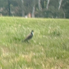 Vanellus miles (Masked Lapwing) at Holt, ACT - 15 Nov 2024 by Jillw