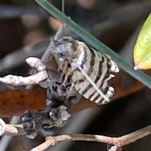 Technitis amoenana at Cotter River, ACT - 30 Dec 2023