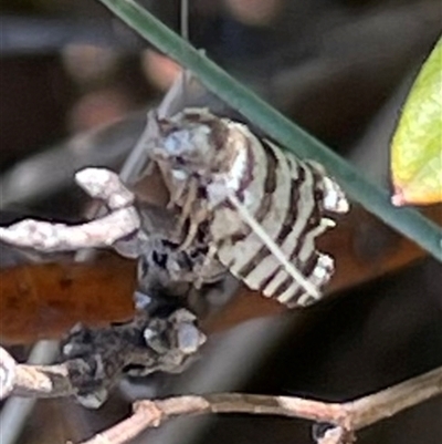 Technitis amoenana (A tortrix or leafroller moth) at Cotter River, ACT - 30 Dec 2023 by WindyHen