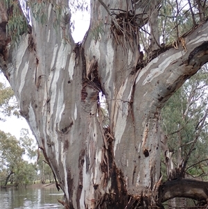 Eucalyptus sp. at Balranald, NSW - suppressed