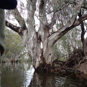 Eucalyptus sp. at Balranald, NSW - suppressed