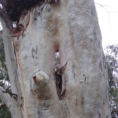 Eucalyptus sp. at Balranald, NSW - 20 Sep 2022 by MB