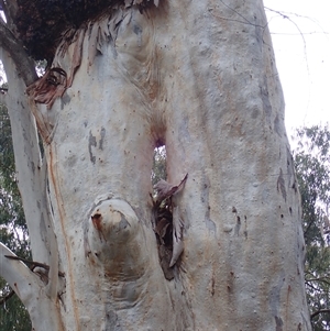 Eucalyptus sp. at Balranald, NSW - suppressed