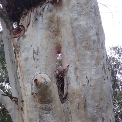 Eucalyptus sp. (A Gum Tree) at Balranald, NSW - 20 Sep 2022 by MB