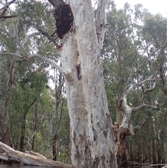 Eucalyptus sp. at Balranald, NSW - suppressed