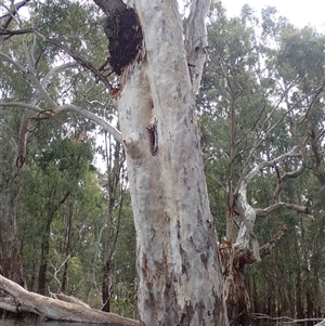 Eucalyptus sp. at Balranald, NSW - 20 Sep 2022