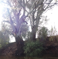 Eucalyptus sp. at Balranald, NSW - 21 Sep 2022 by MB