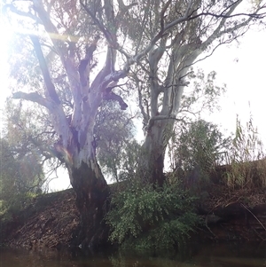 Eucalyptus sp. at Balranald, NSW - suppressed