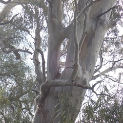 Eucalyptus sp. at Balranald, NSW - suppressed