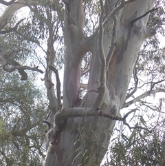 Eucalyptus (genus) at Balranald, NSW - suppressed