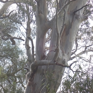 Eucalyptus sp. at Balranald, NSW - suppressed