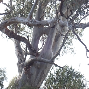 Eucalyptus sp. at Balranald, NSW - suppressed