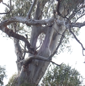 Eucalyptus (genus) at Balranald, NSW - suppressed