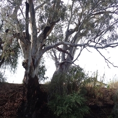 Eucalyptus sp. at Balranald, NSW - suppressed