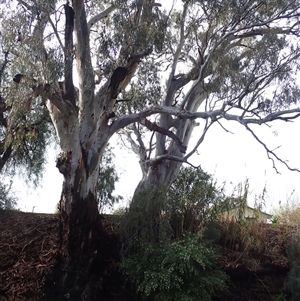 Eucalyptus (genus) at Balranald, NSW - suppressed