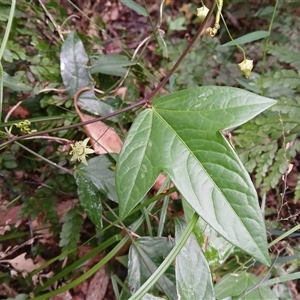 Passiflora suberosa (Corky Passion vine) at Austinmer, NSW by plants