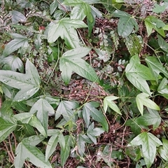 Passiflora suberosa at Austinmer, NSW - 15 Nov 2024