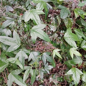 Passiflora suberosa at Austinmer, NSW - 15 Nov 2024 02:03 PM
