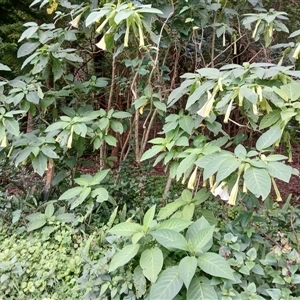 Brugmansia suaveolens at Austinmer, NSW - 15 Nov 2024