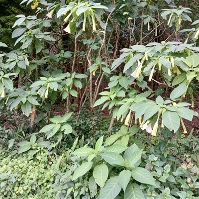 Brugmansia suaveolens (Angel's Trumpet) at Austinmer, NSW - 15 Nov 2024 by plants